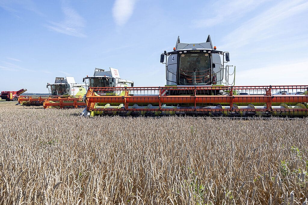 Wheat harvesting in Russia